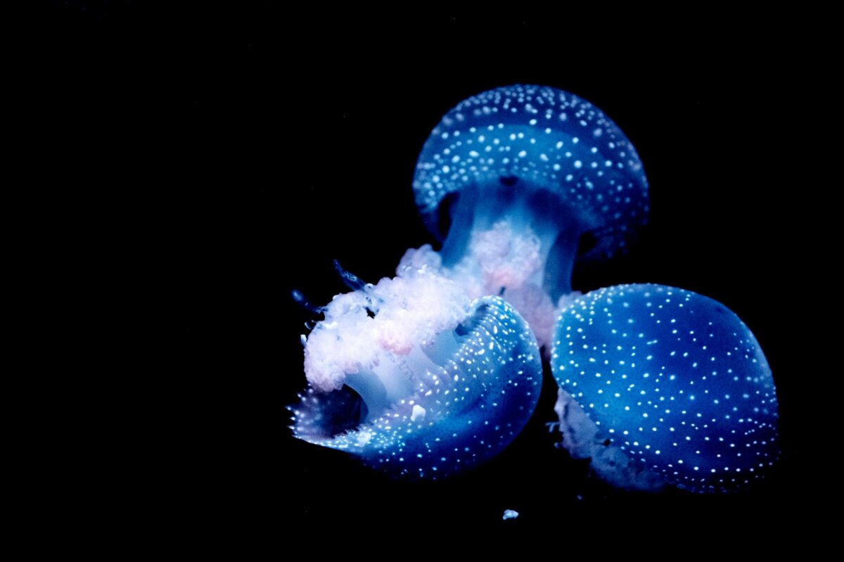 Sirenas: Mitos, Leyendas y su Fascinación Eterna